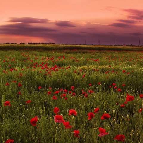 Природа