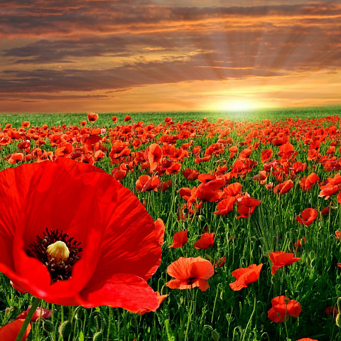 Природа